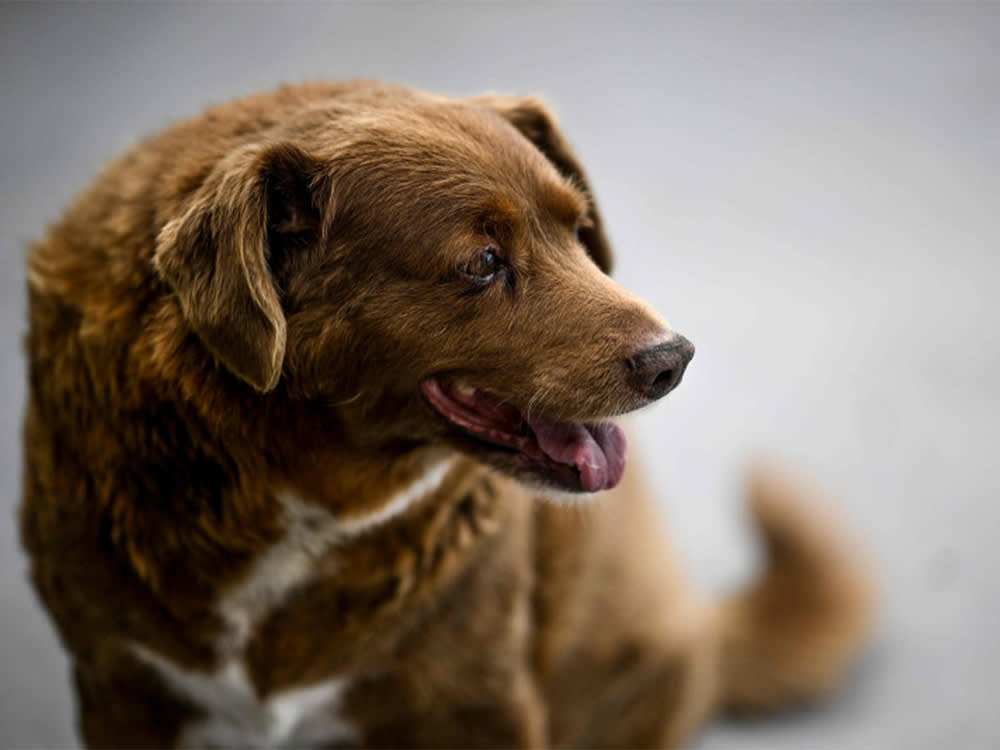 Bobi Was the Oldest Dog Ever. Then the Proof Fell Apart.