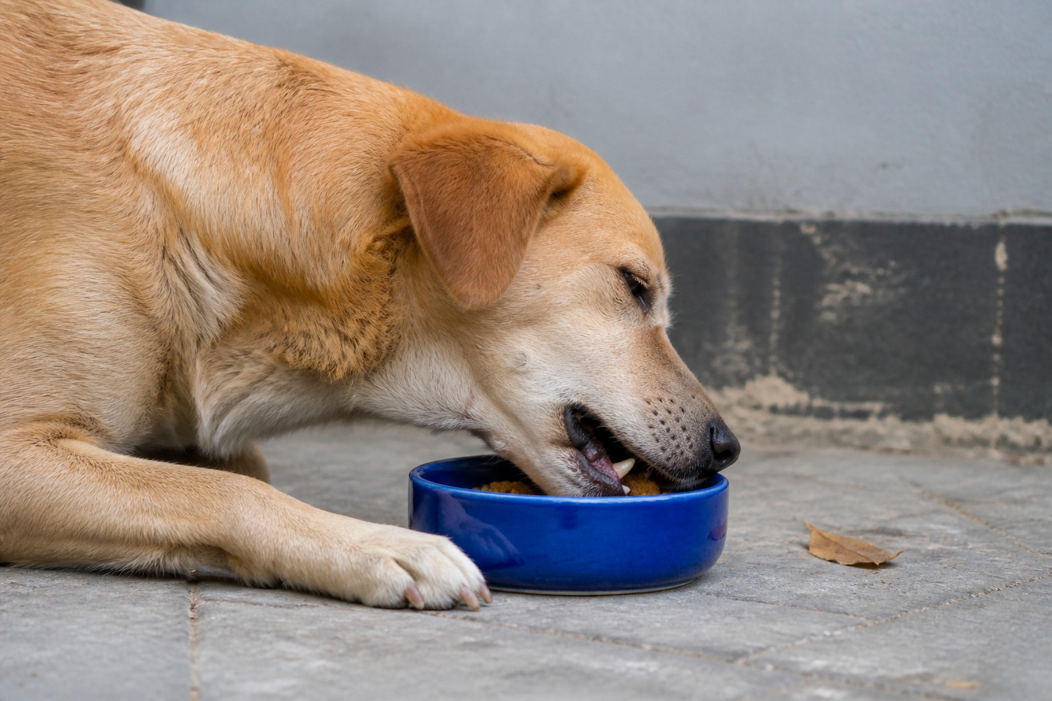 How a Dog Grows a New Jaw: The Quiet Revolution in Canine Bone Repair