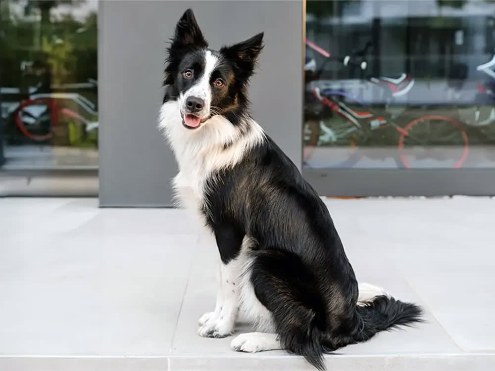 The 'World's Smartest Dog' Title Is Setting You Up to Fail