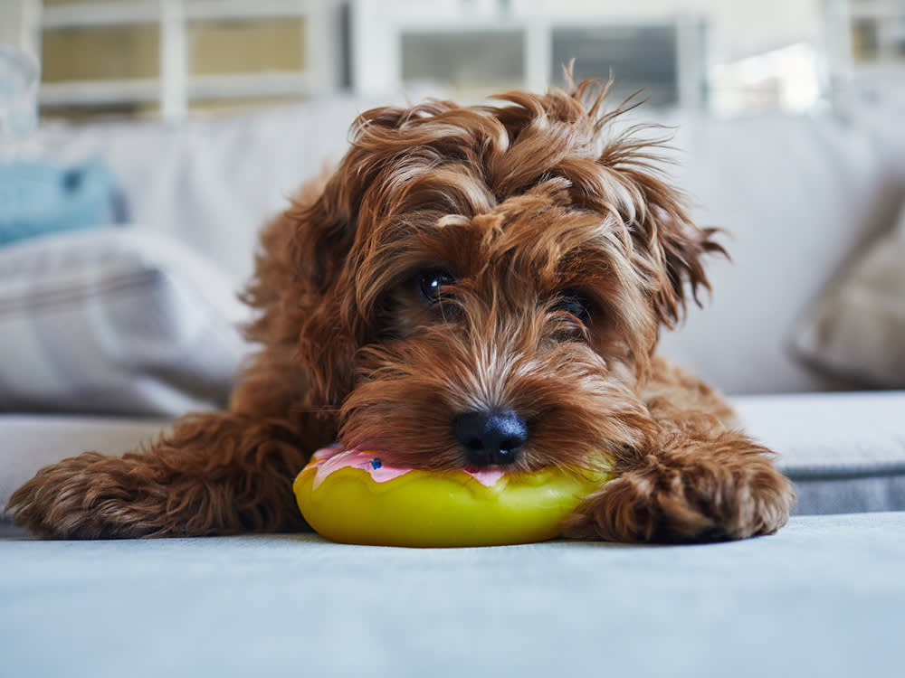 Why "BPA-Free" Won't Protect Your Dog the Way You Think