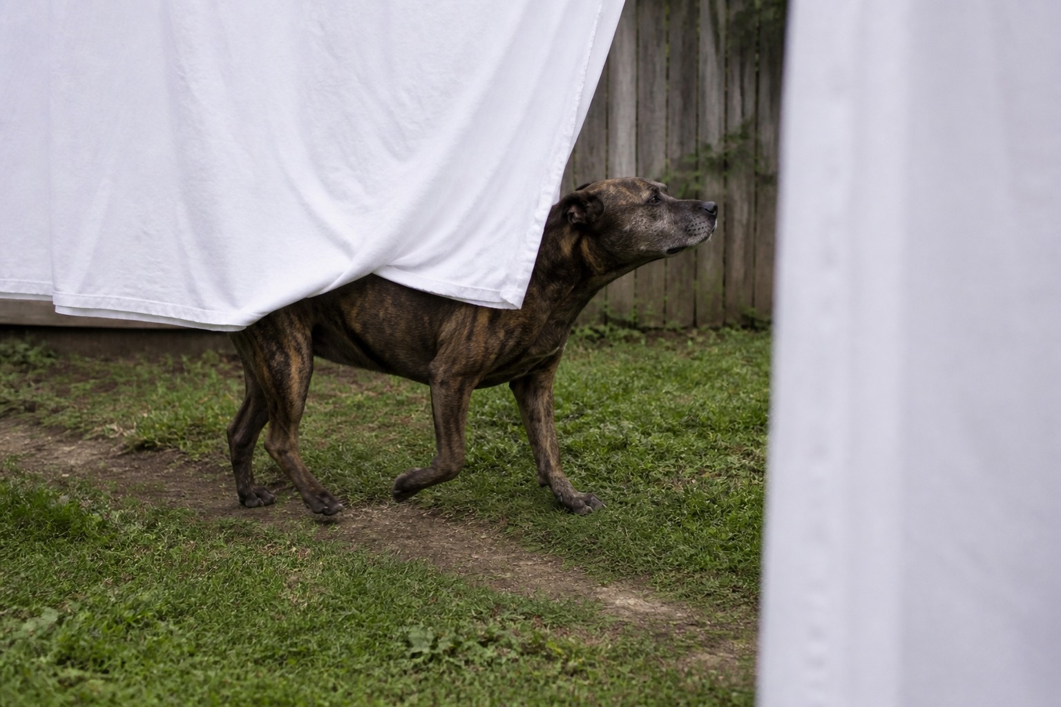 Your Dog Isn't Having a Seizure. Say Their Name.