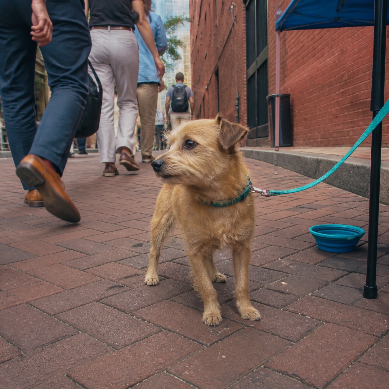 Broadway Barks Rehomed 2,000 Animals by Hijacking Actors' One Daily Break