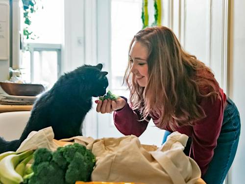Your Cat Can Have Broccoli. The Floret Was Never the Problem