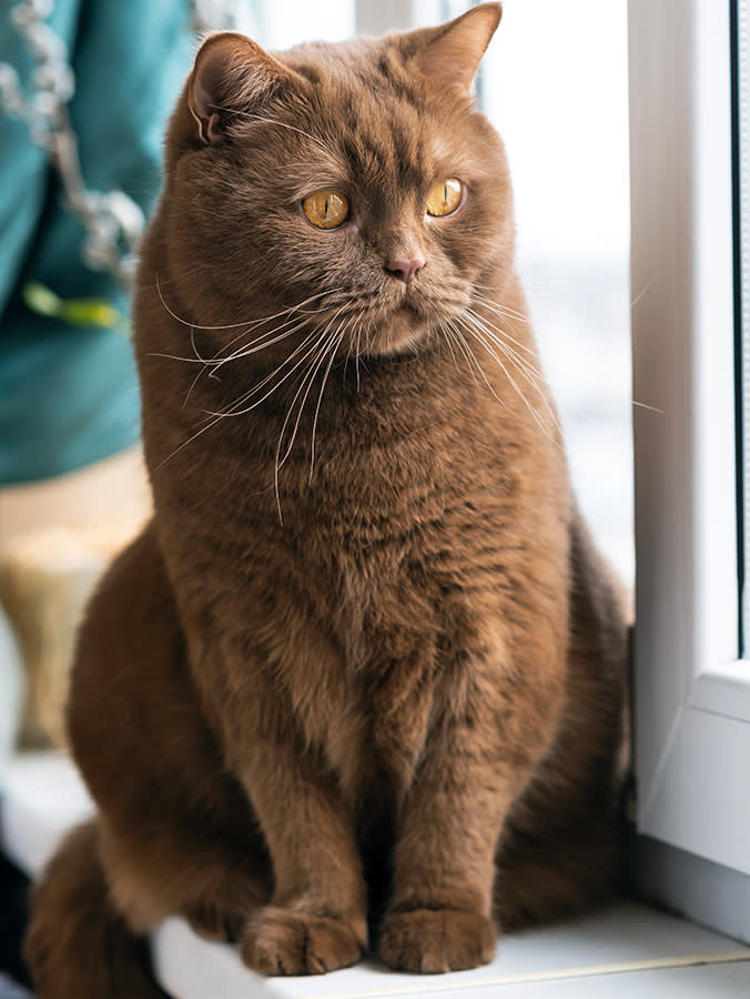 The Brown Cat Is Real, and It Hinges on a Gene Most People Get Wrong