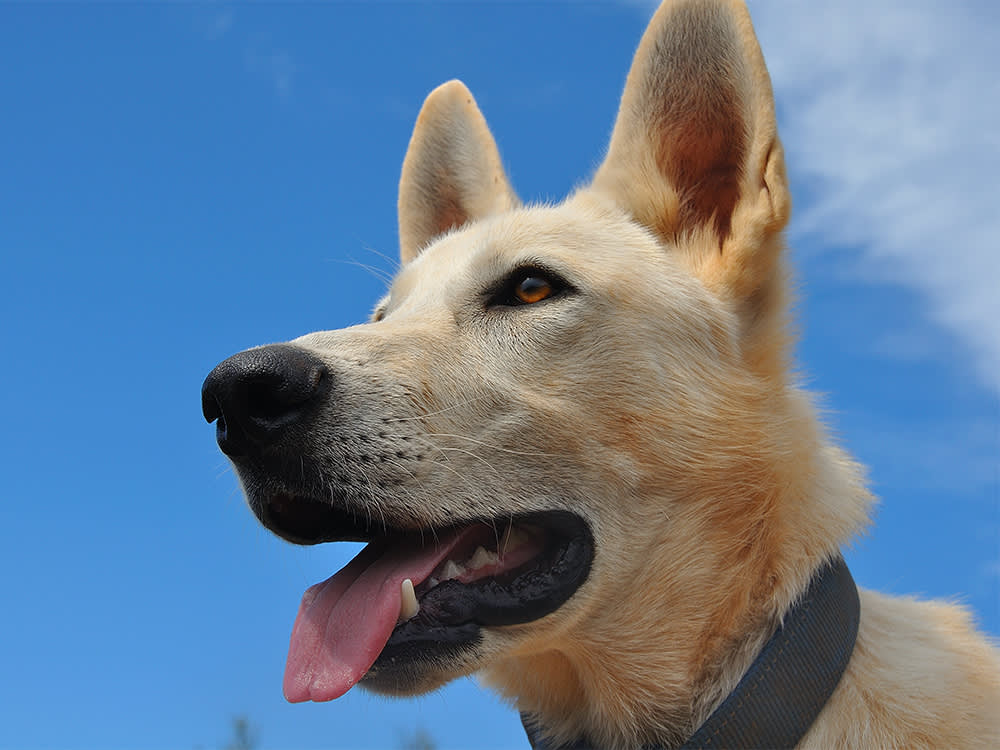 Brush the Ones You Want to Keep: The Dog Dental Rule Nobody Says Out Loud