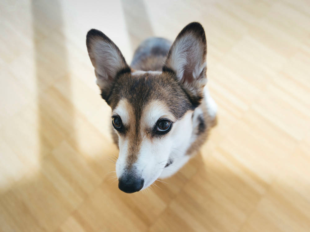 You Don't Win Over a Scared Dog. You Become Safe and Boring.