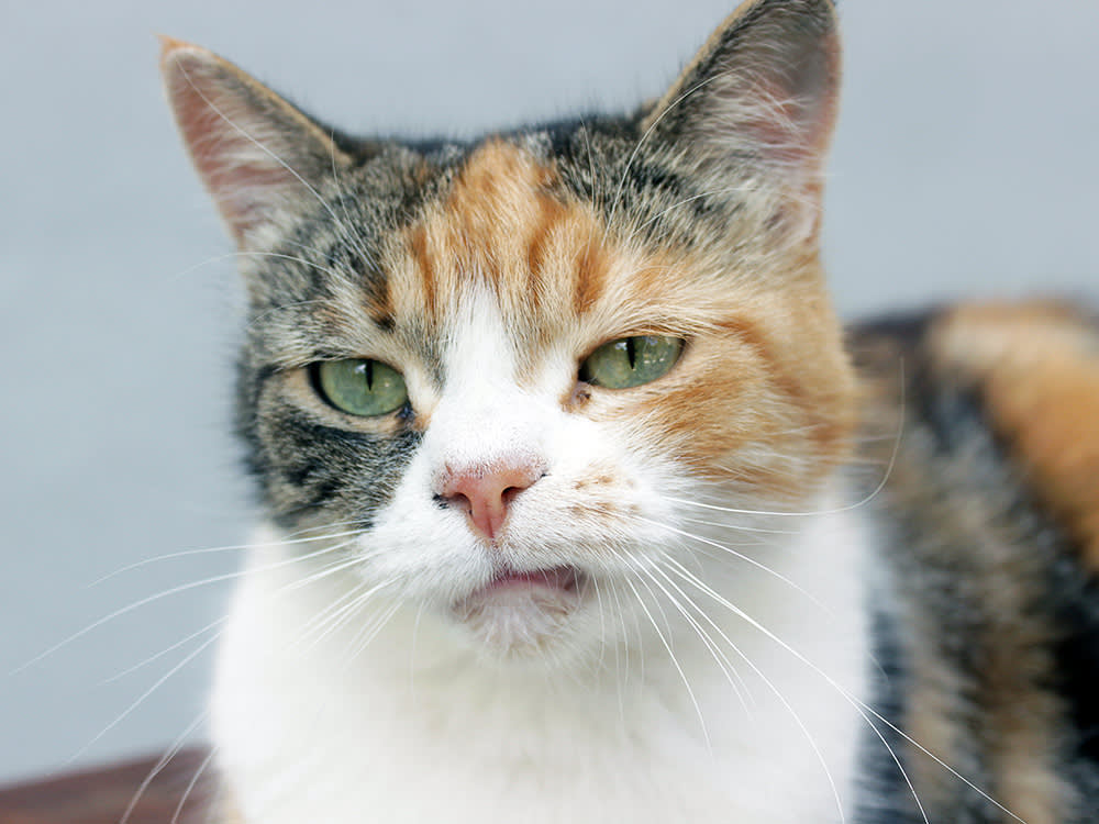 Calico 'Cattitude' Is Half Myth. Science Found the Other Half.