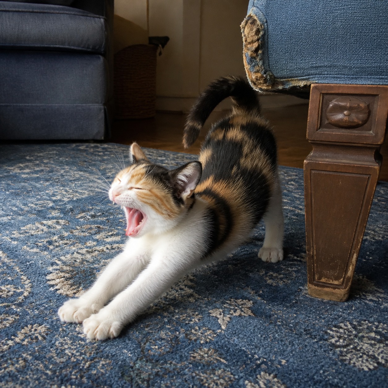 The Study Says Your Cat Is a Psychopath. Read the Questions.