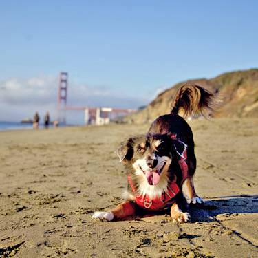 'Off-Leash' Doesn't Mean Anything Goes: 12 California Dog Beaches Done Right