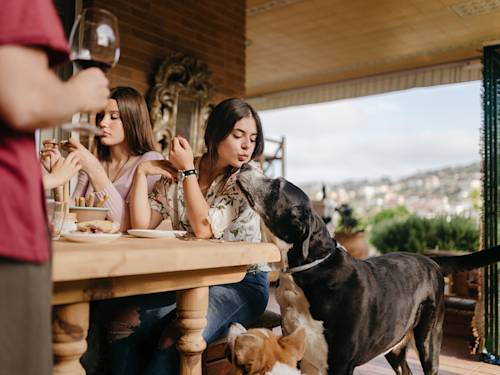 Your Dog Isn't Being Rude at the Door. It Just Never Learned the Boring Version.