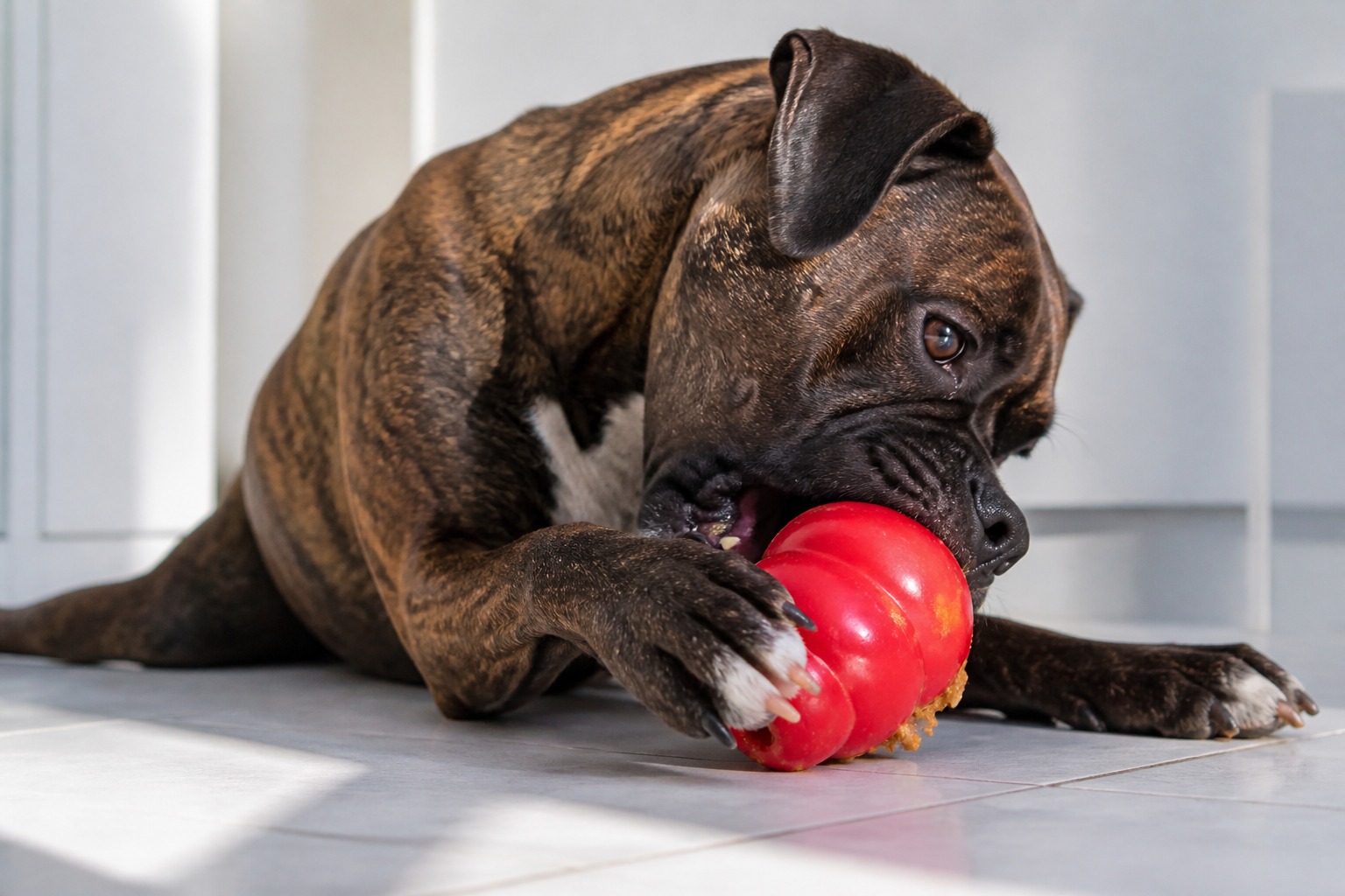 Stuffed food toy for anxious dogs