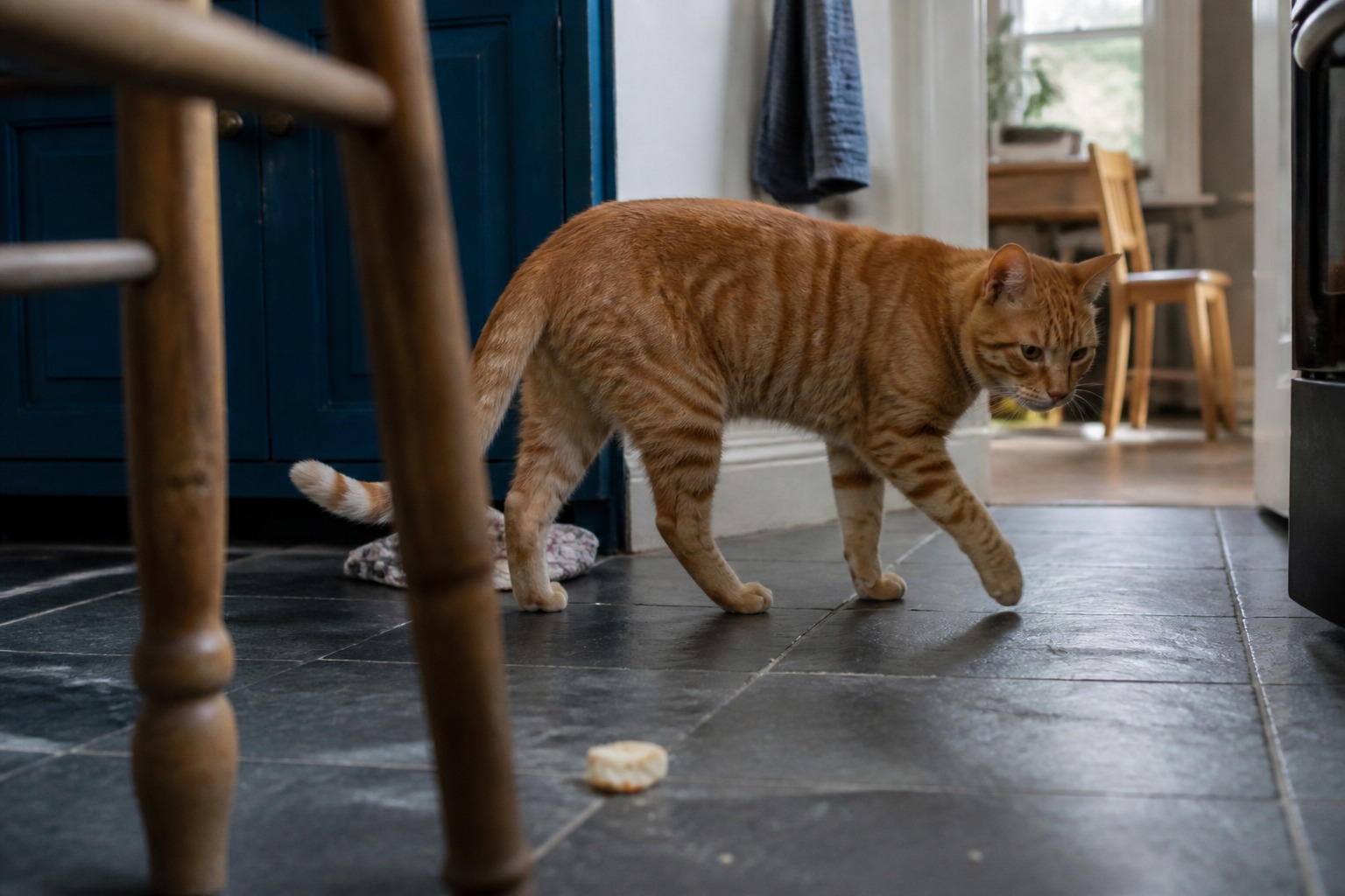 Plain Bread Is Boring for Cats. Raw Dough Is an Emergency