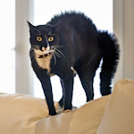 Your Cat Isn't Seeing Ghosts. They're Seeing What You Can't.