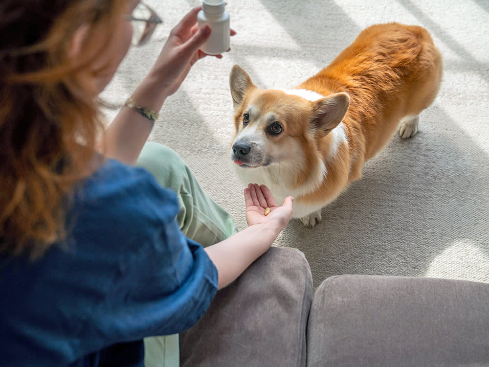 Reaching for Dramamine for Your Carsick Dog? Read This First