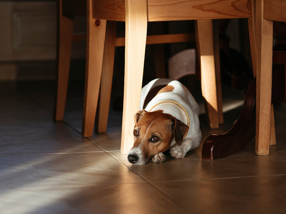Distemper Was Nearly Beaten by a Vaccine. It's Creeping Back