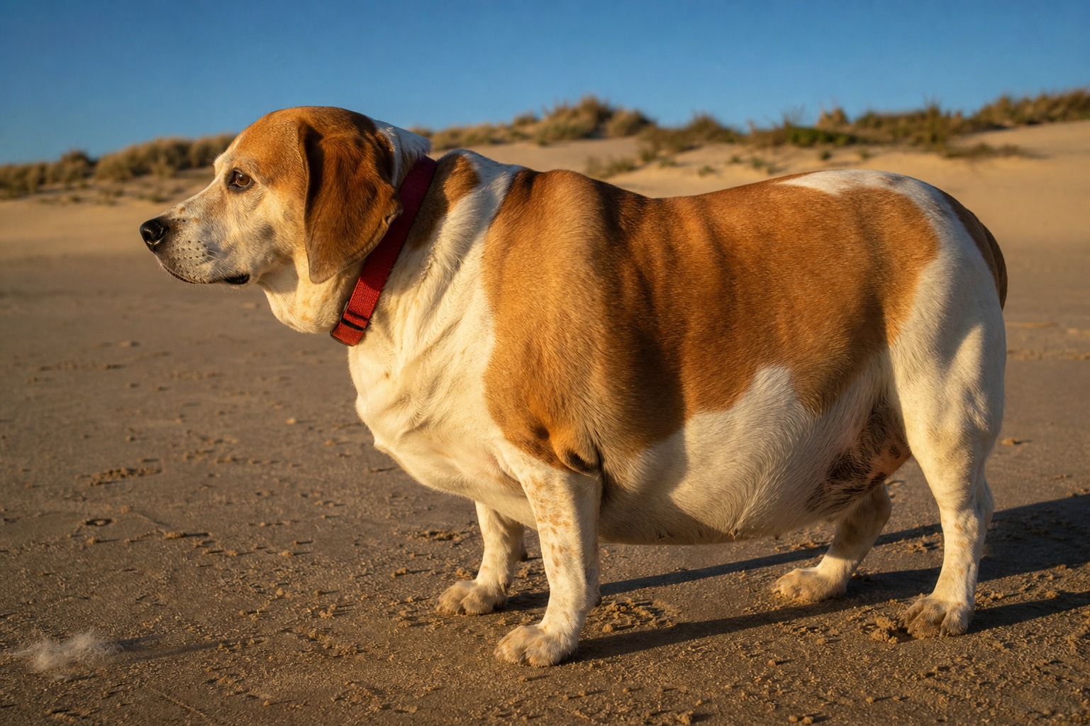 Your Dog Is Probably Heavier Than You Think, and That Gap Is the Real Problem