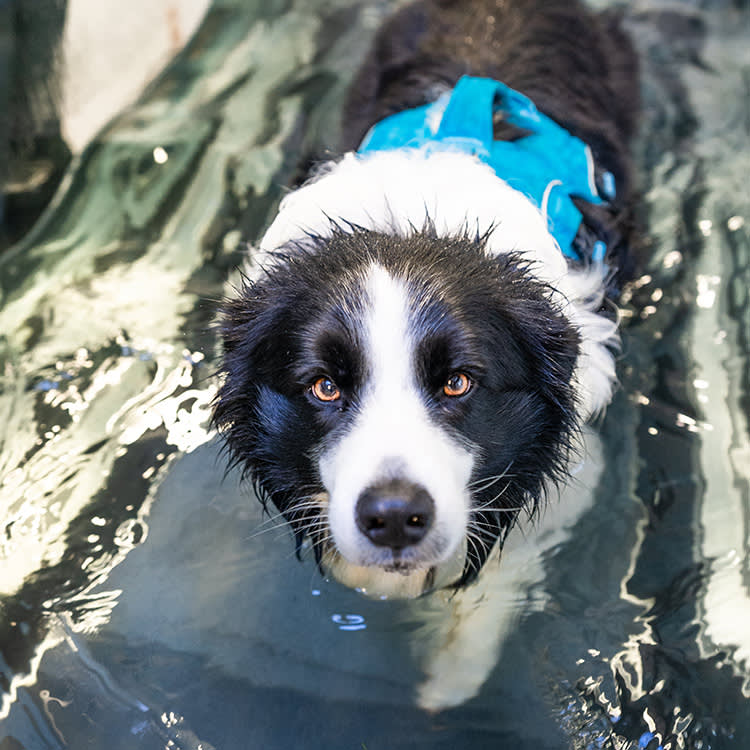 The Middle Path Between 'Wait and See' and Surgery for Your Dog