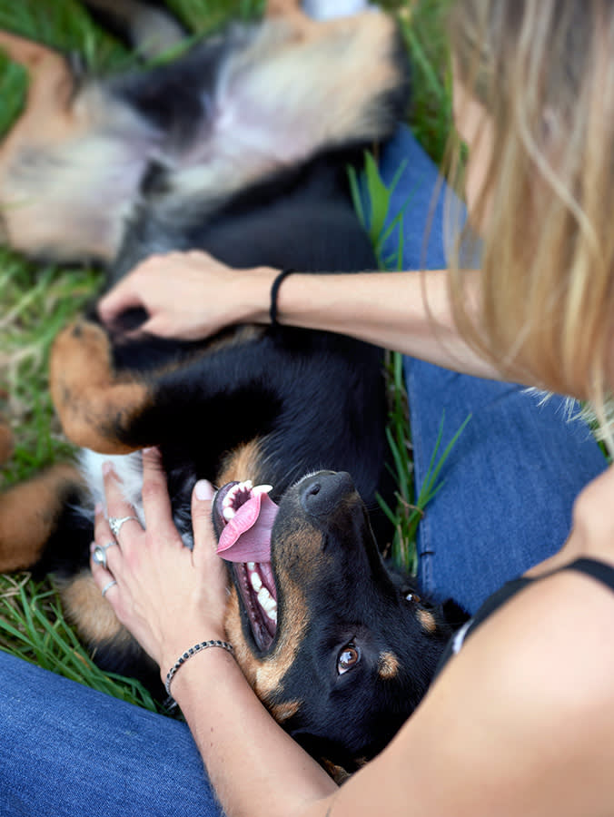 You Can't Eyeball a Dog Pregnancy. Here's What Actually Tells You.