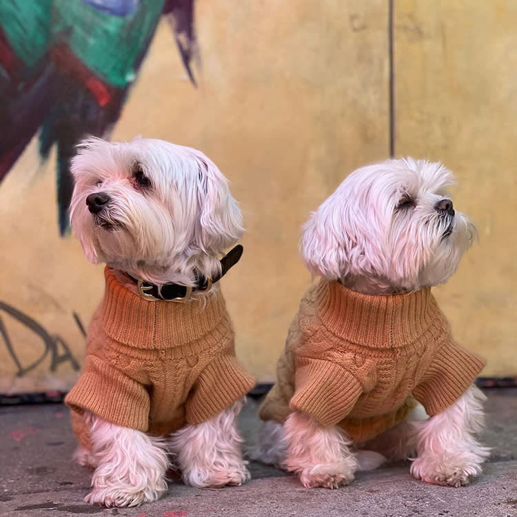 Most Dog Sweaters Are for the Owner. This Cashmere One Is for the Dog