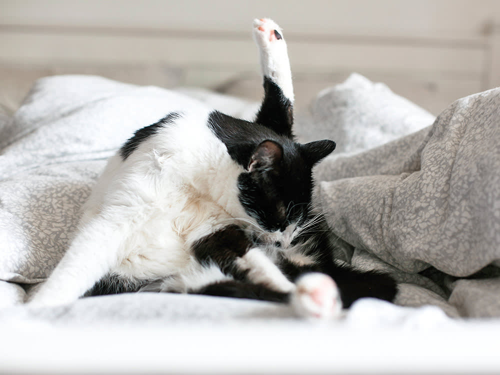 Your Cat Is Scooting: Is It Really the Anal Glands?
