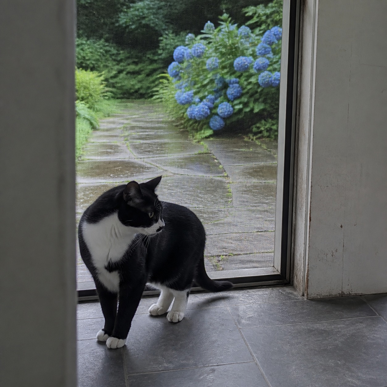Hydrangeas and Cats: The Real Risk Is a Stomach Ache, Not Cyanide
