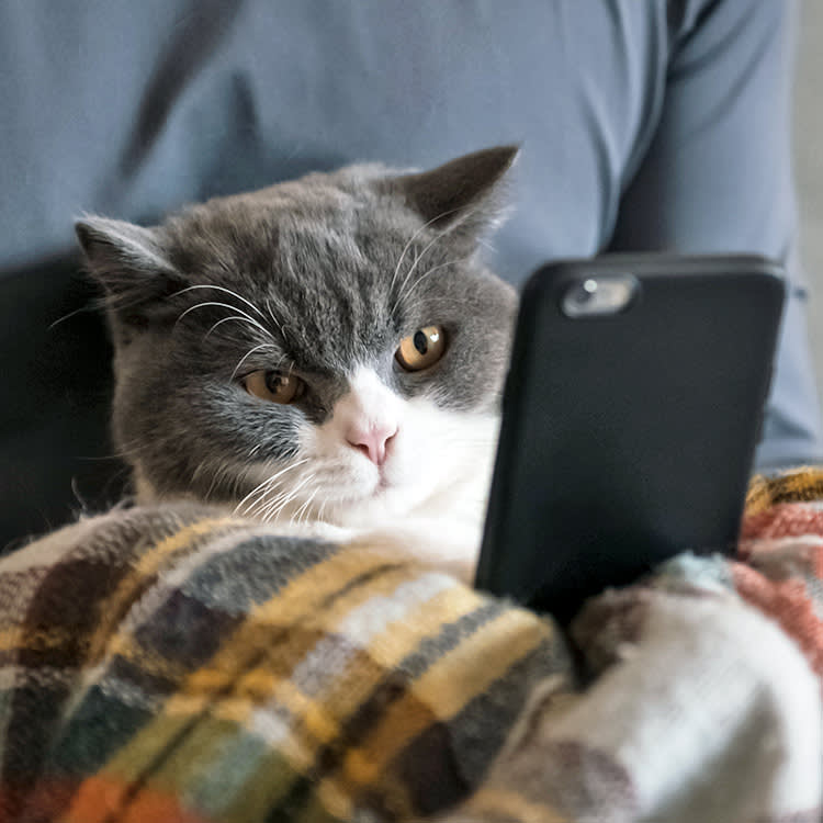 Your Cat Isn't Getting 'Brain Rot' From That Video. It Thinks It's Hunting