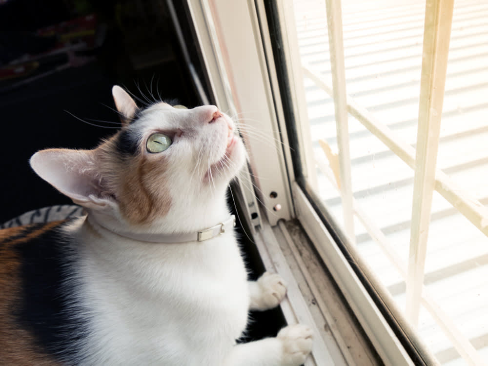 That Adorable Chirping Is the Sound of a Cat Failing