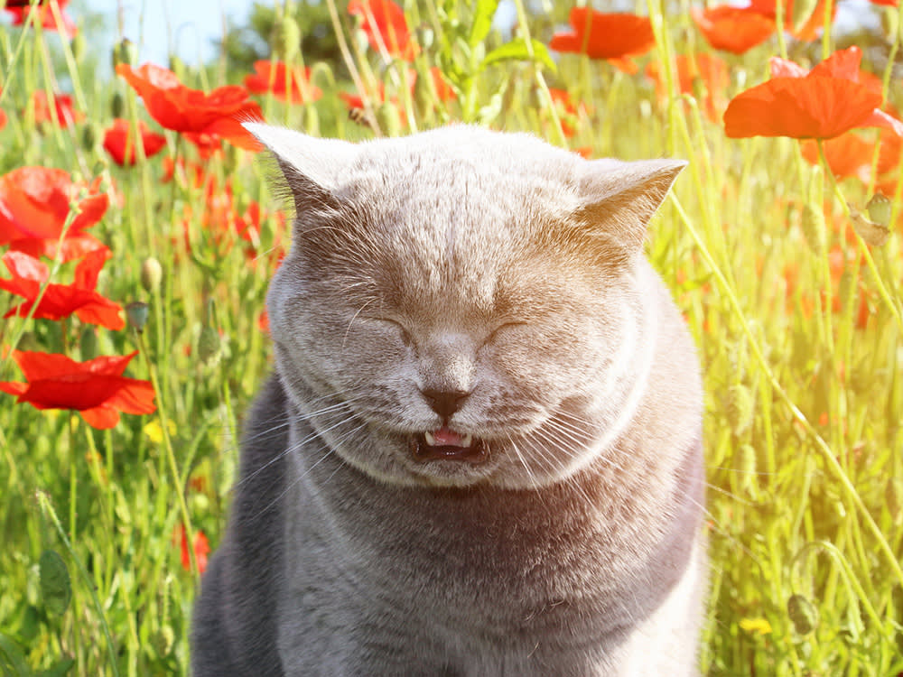 Most Cat Colds Are Harmless. Learn the One Kind That Isn't.