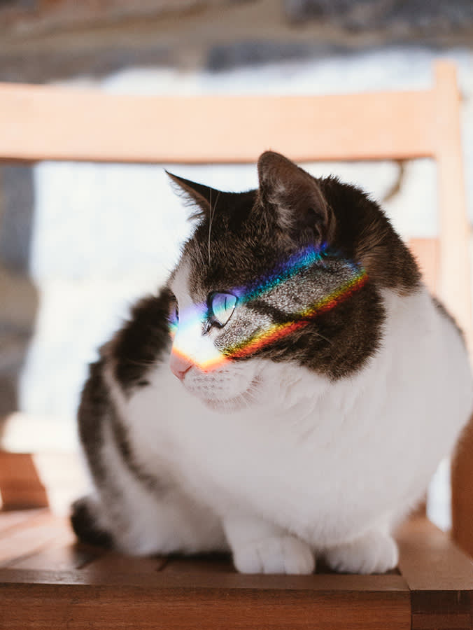 You've Been Buying Cat Toys in the Wrong Color