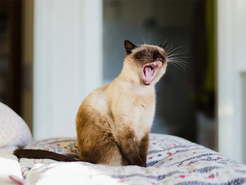 That 'Hairball' Cough Might Be Asthma. Here's How to Tell