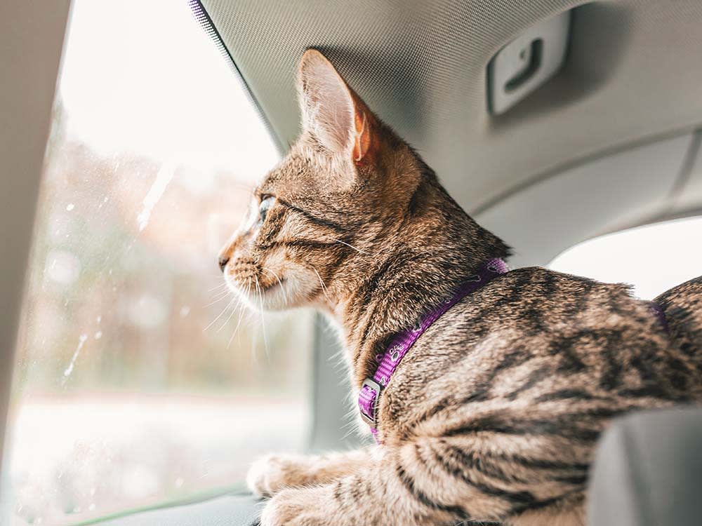 Your Cat Will Yowl for 3,000 Miles. Fix the Box, Not the Noise.