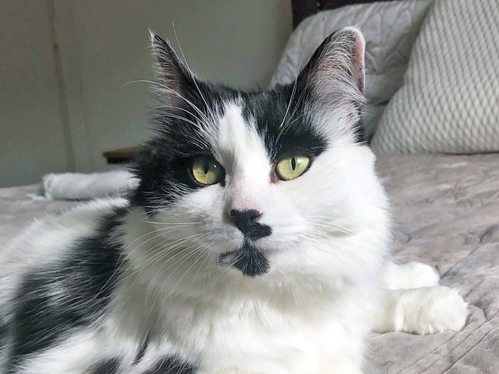 The Law Says Your Cat Is Furniture. This Judge Said Otherwise.