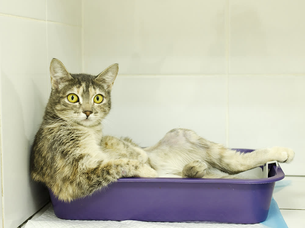 Your Cat Has Diarrhea. The Only Question That Matters Is: Wait or Vet?