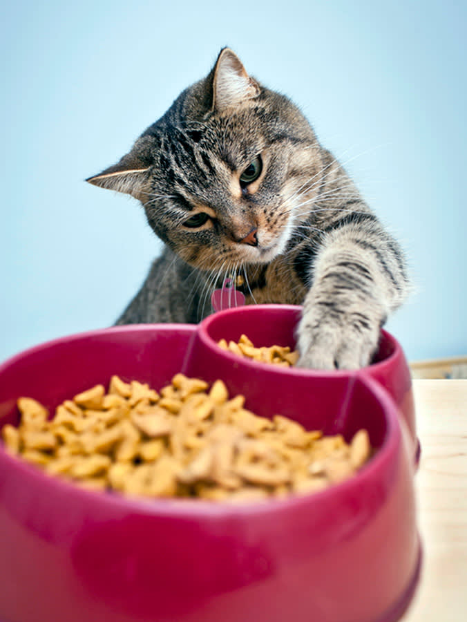 Your Cat Isn't Being Weird. Your Bowl Is