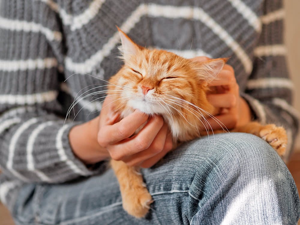 Your Cat's Drool Is Only Cute If Your Hand Is on Them