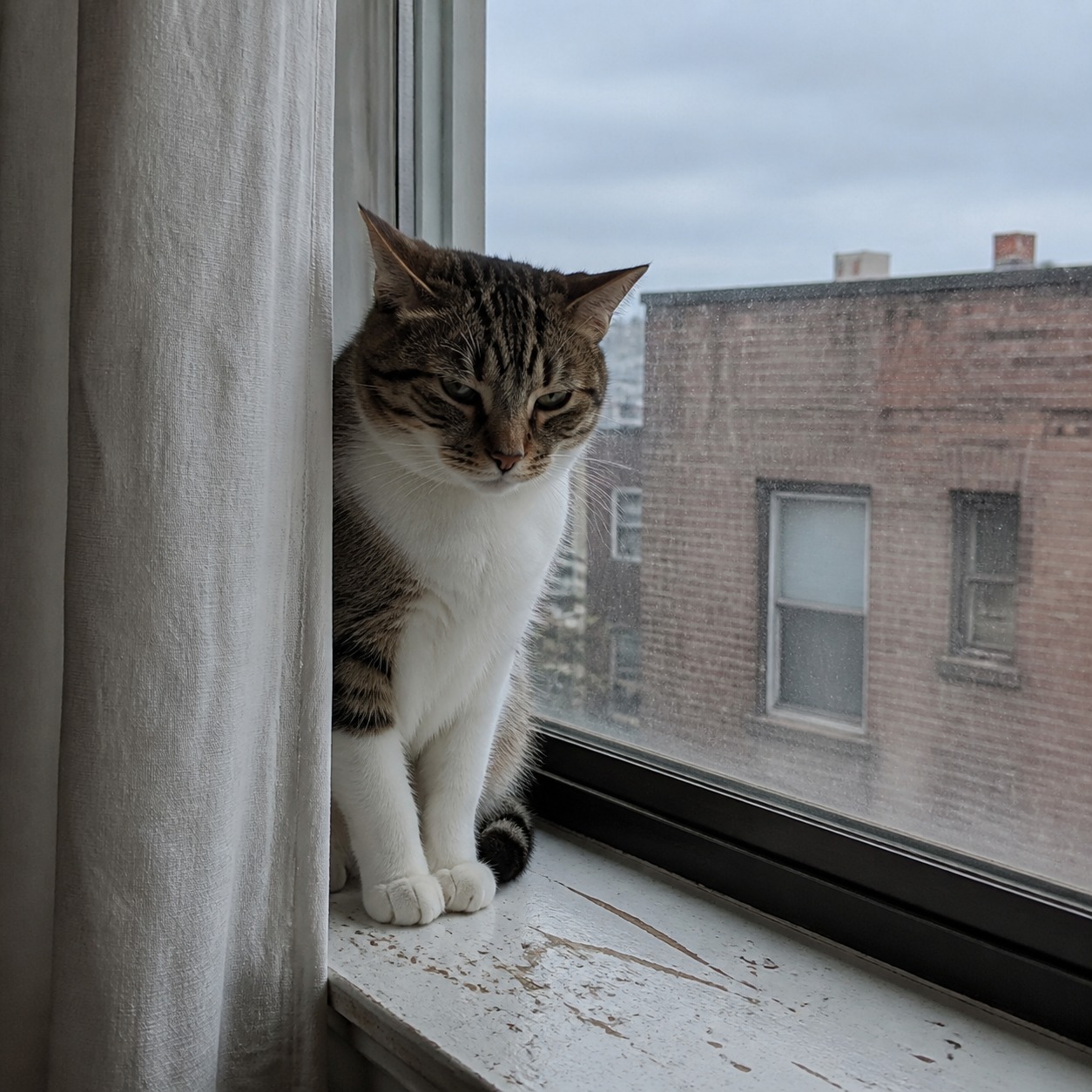 Your Cat Hides Pain by Design. These Signs Mean Go Now