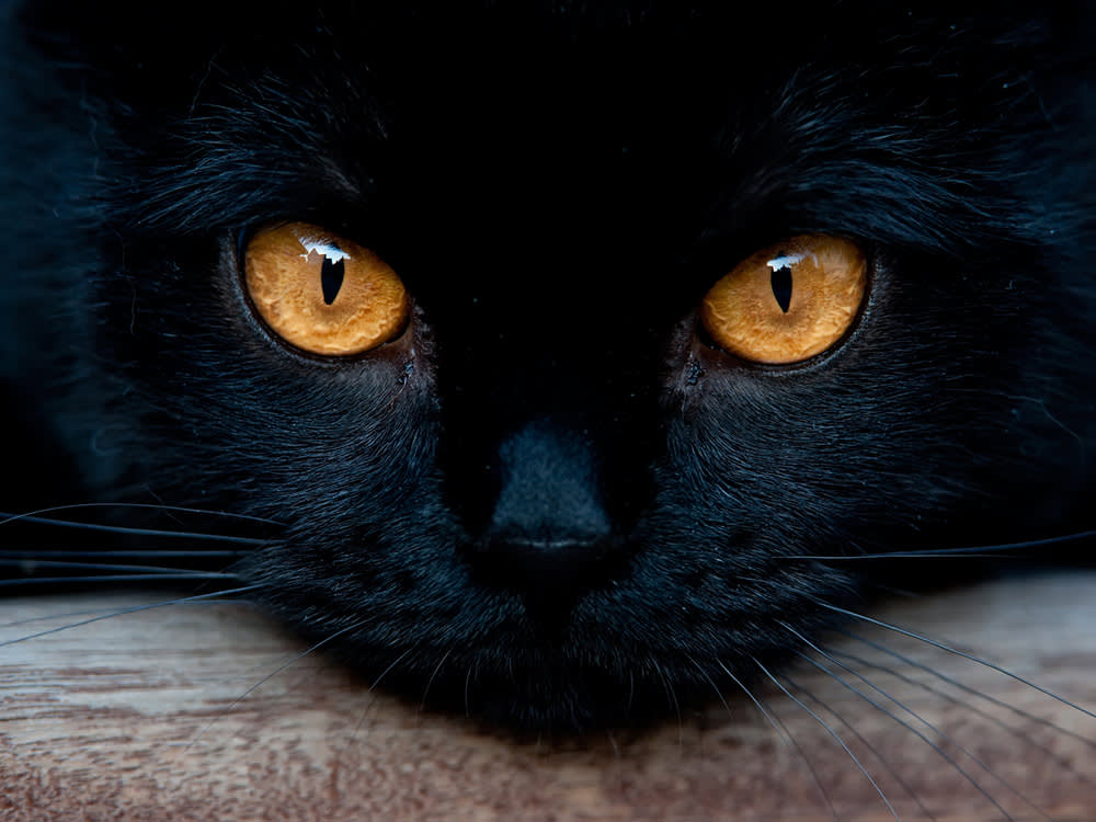 The Glow in Your Cat's Eyes Is a Free Eye Exam. Learn to Read It.