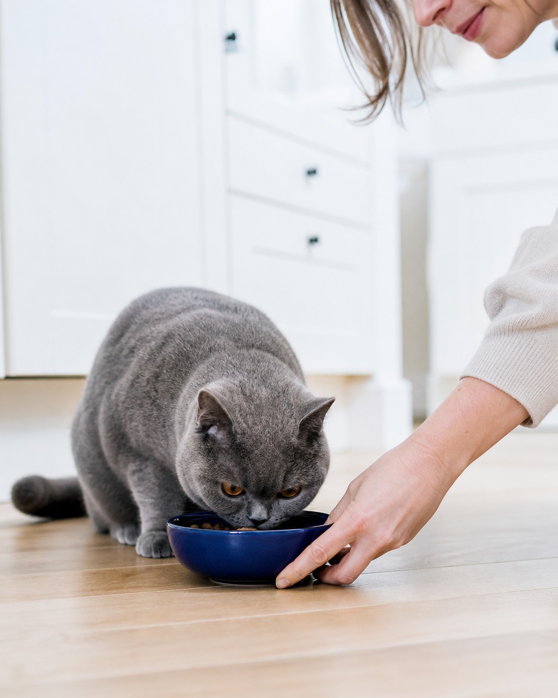 Forget the Clock: Build Your Cat's Feeding Schedule From Calories, Not Meal Times