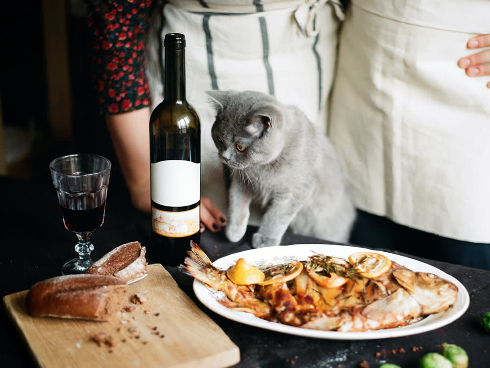 Fish Oil for Cats: The Label Matters More Than the Fish