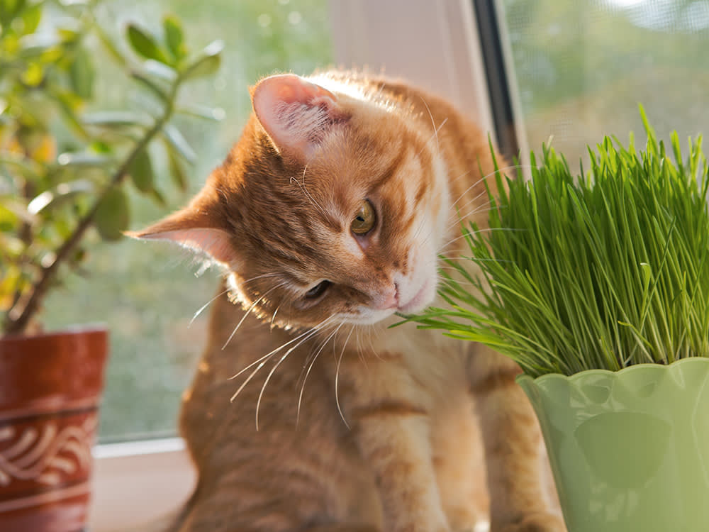 Your Carnivore Cat Craves Grass. The Reason Is Older Than You Think.