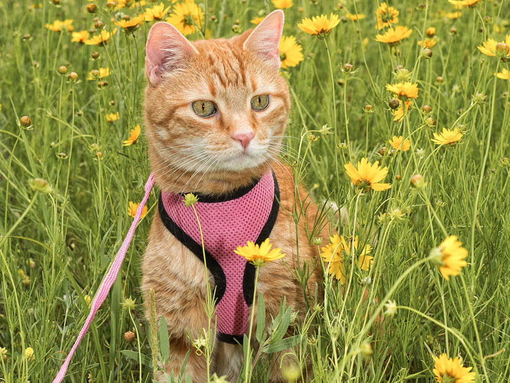 For a Cat, the Wrong Harness Isn't Gear. It's an Escape Hatch.