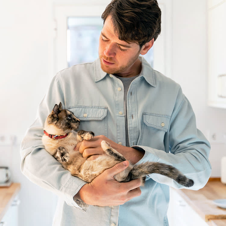Your Cat's Heart Murmur Isn't a Diagnosis. It's a Clue.