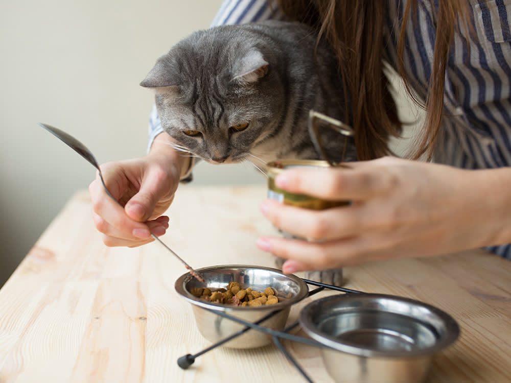 High Protein Isn't a Health Upgrade for Cats. It's a Prescription.
