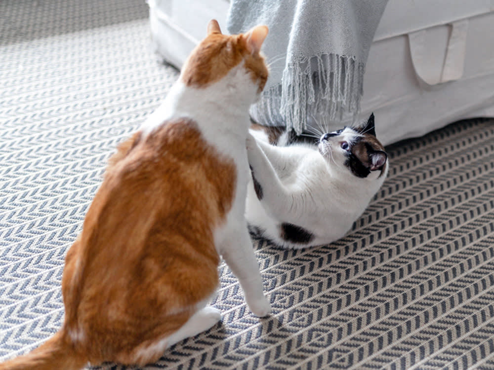 By the Time Your Cats Are Hissing, You Blew the Introduction Three Steps Ago