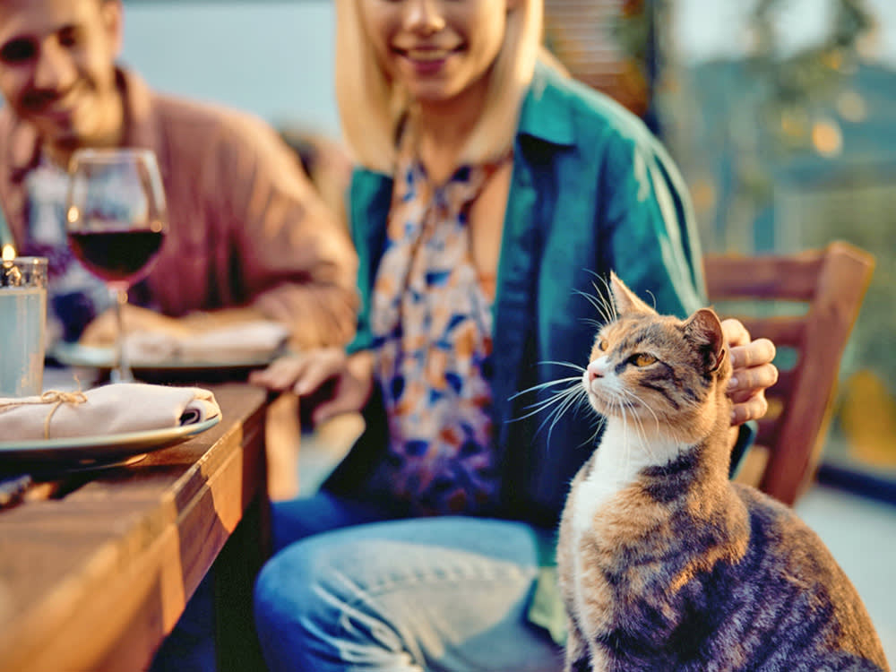Your Cat Isn't Begging at Dinner. They're Waiting for You to Sit Still.