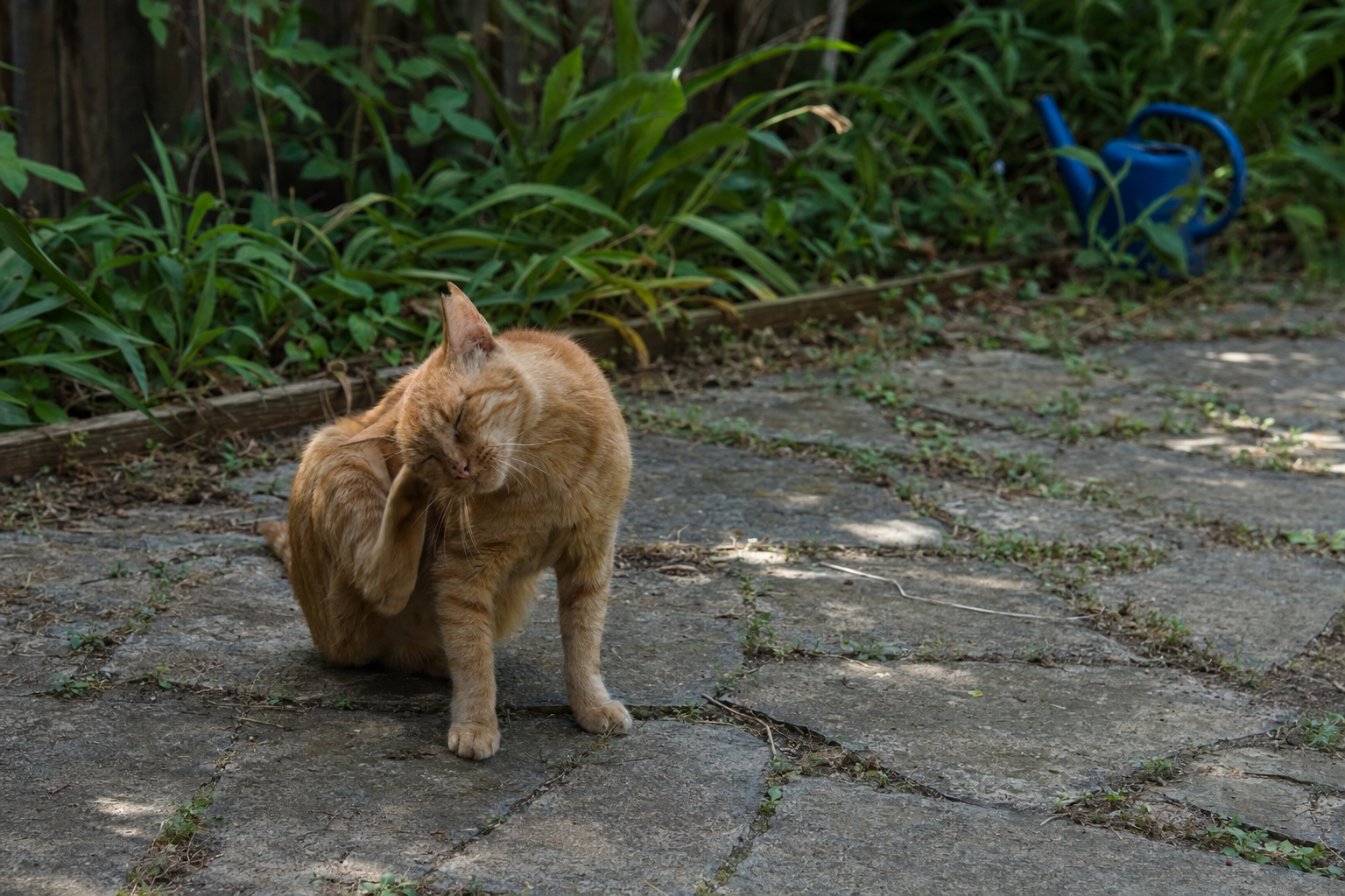 If Your Cat Has Lice, the Bug Isn't the Real Story