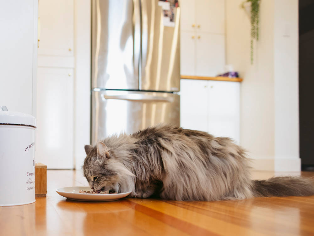 Your Cat Isn't Picky. The Bowl Is Just Boring.