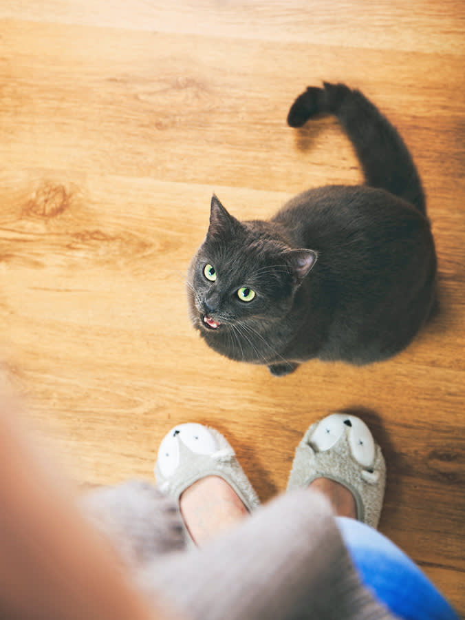 Your Cat Screams at 3am Because You Never Let It Finish the Hunt