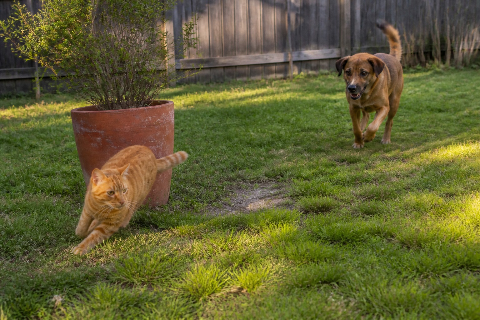 Your Cat Is a Sprinter and Your Dog Is a Marathoner. One Neck Tendon Explains Why.