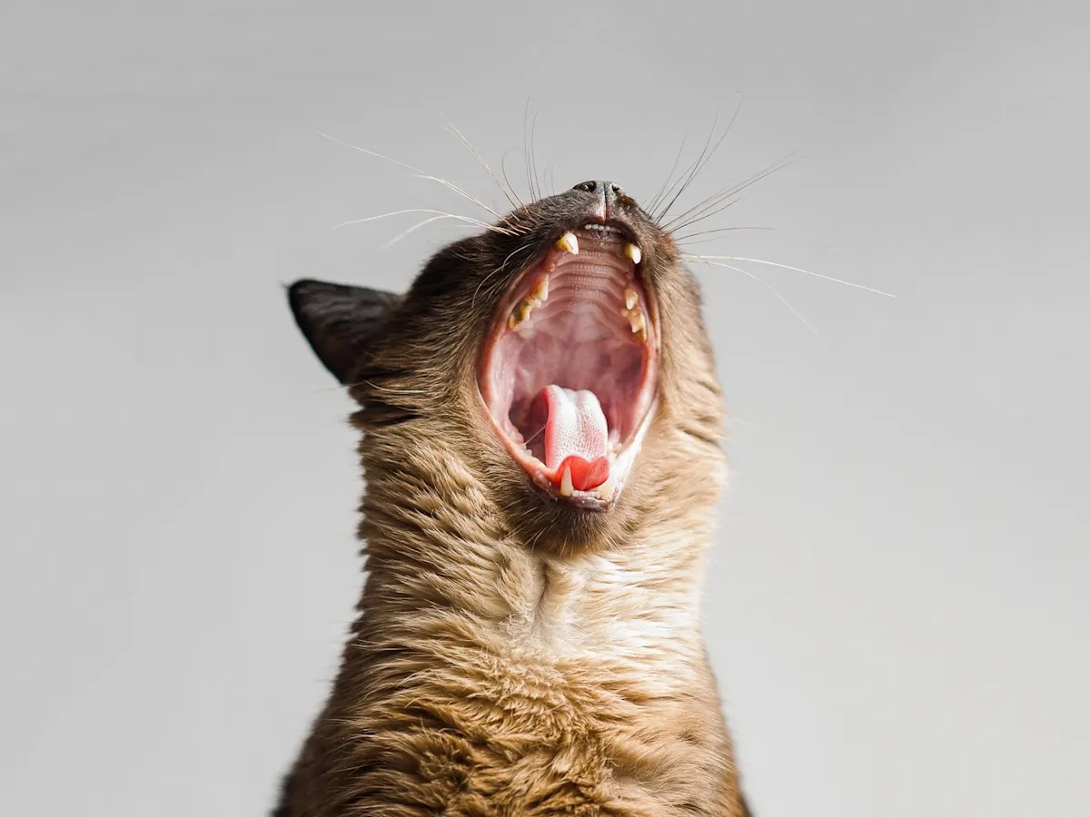 Your Cat's 5 A.M. Screaming, Translated (and Why It Really Happens)